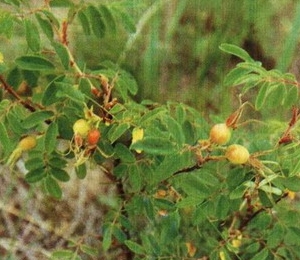    Rose hip extract 