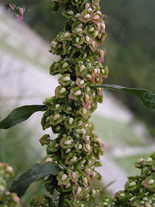 Rumex crispus extract 