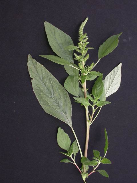   Amaranthus retrofoexus extract 