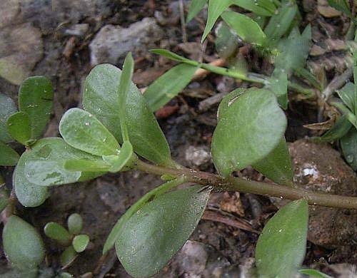 Portulaca oleracea extract 