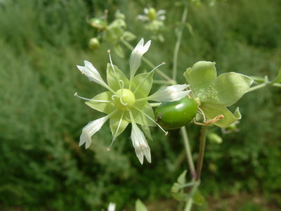  Cucubalus baccifer extract 