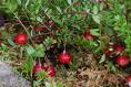  lingonberry anthocyanin