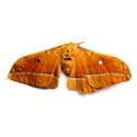 male silk moth extract