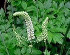 Black Cohosh P.E.