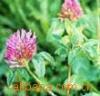  Red clover P.E.