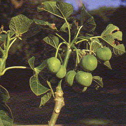 jatropha curcas seed