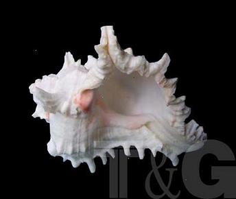 Seashell-Branched Murex