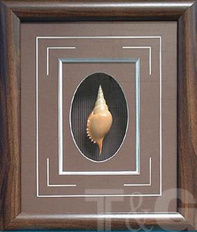 Seashell shadow box