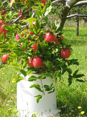 Nitrogen Fixing Biofertilizer, Nitrogen Fixing Bacteria, Azotobacter Species