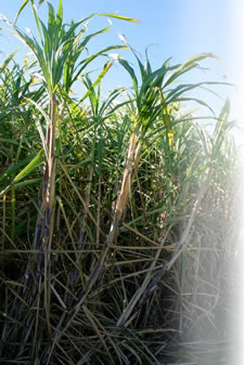 Biofertilizer for Sugarcane