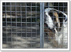 Welded Dog Cage