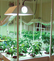 grow lights