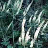 Black Cohosh P.E. 