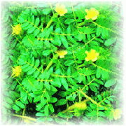 Tribulus Terrestris Extract Powder