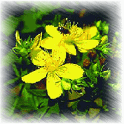 St. John's Wort Extract Powder