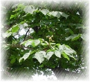 Horse chestnut Extract Powder