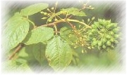 Siberian Ginseng Extract Powder