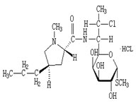 clindamycin hydrochloride