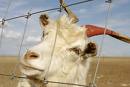 prairie  fence  wire  mesh 