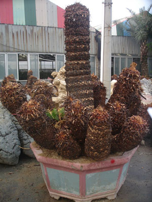 Cycas revoluta with multiheads