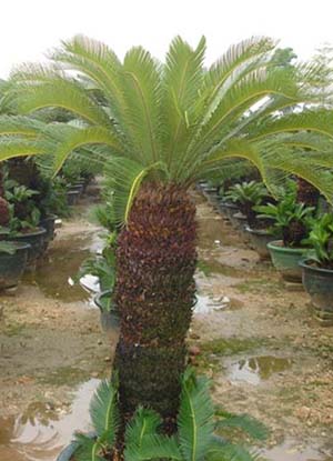 Cycas revoluta with single trunk 