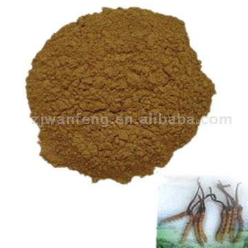 Cordyceps Cephalosporium Mycelia