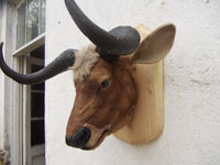 bull head-faux trophies