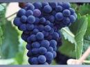 Resveratrol-Grape Skin Extract