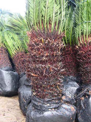 cycas revoluta