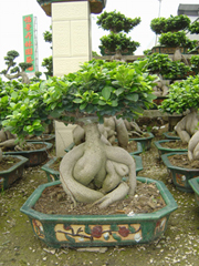 ficus microcarpa