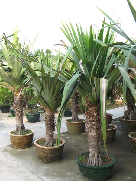 pandanus utilis