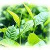 Green Tea Extract