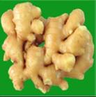 Ginger extract