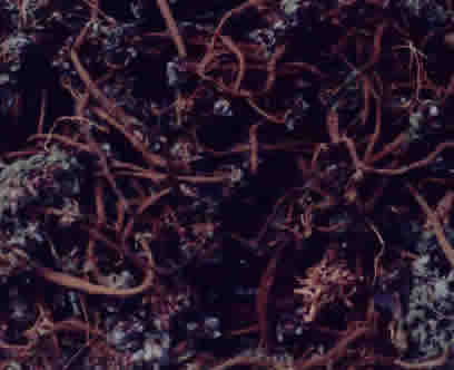 PELLITORY ROOTS ( AKARKARA 