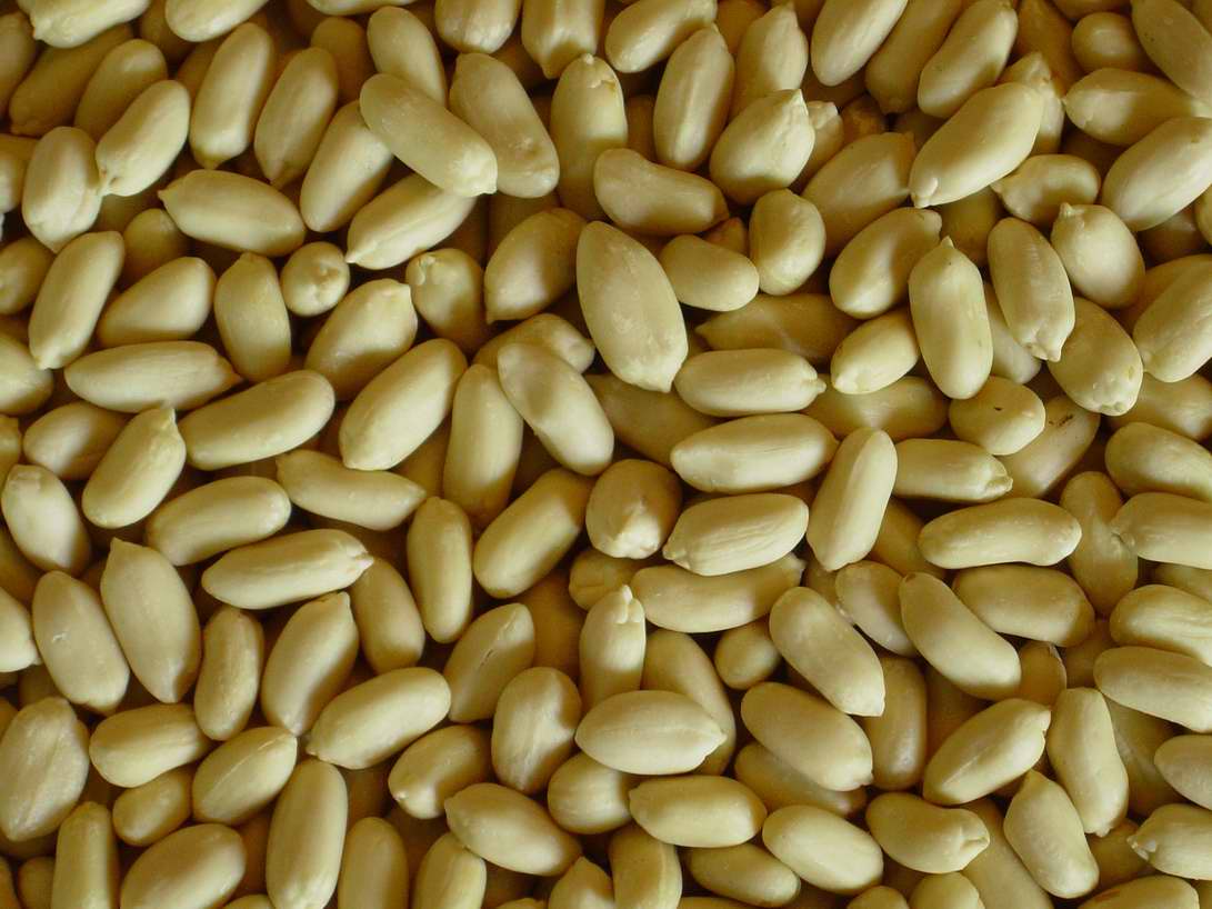 blanched peanut kernels