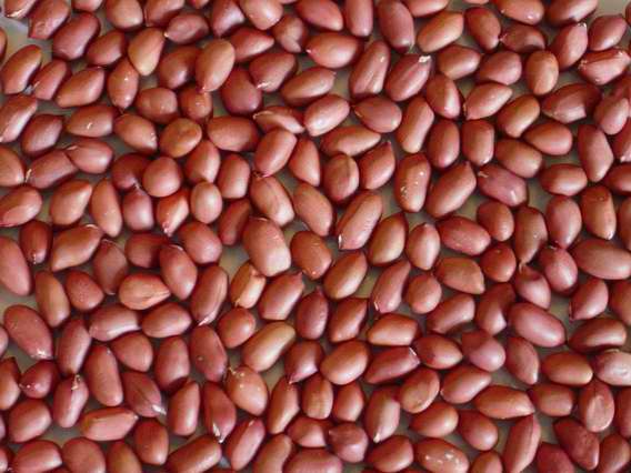 Silyred (red skin)peanut kernels50/60,