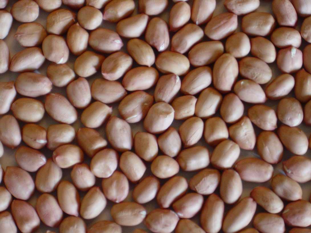 Groundnut kernels HSUJI 35/40 for Alger