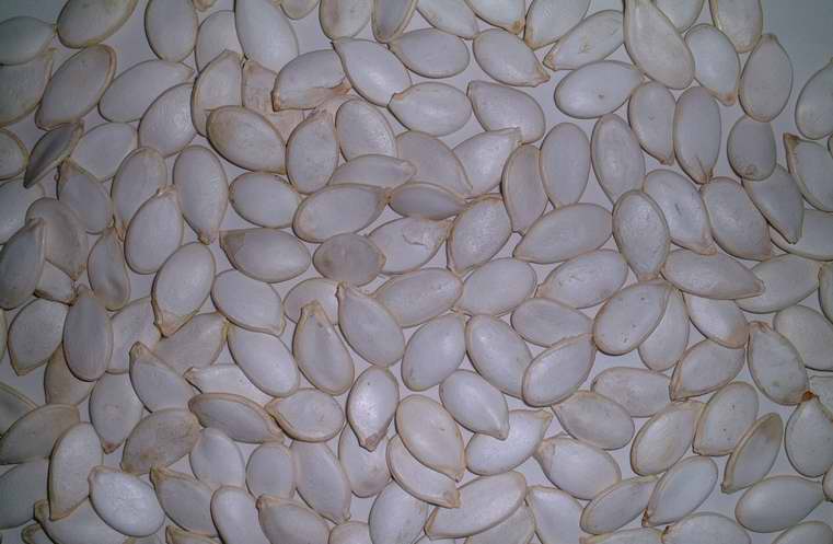 snow white pumpkin seeds