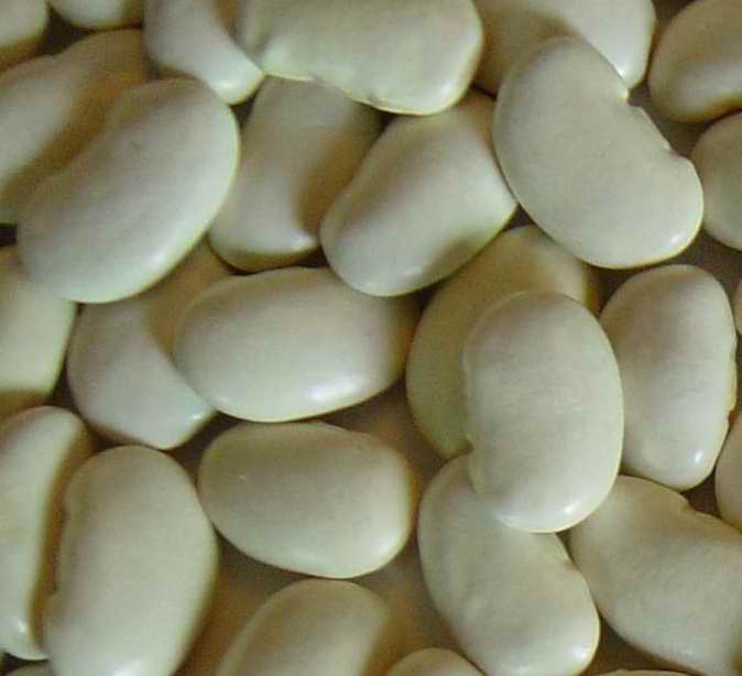 large white kidney beans