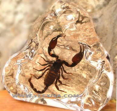 Scorpion Amber Desk Decoration -www.yeex