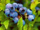 IQF wild blueberry(sales25 at lgberry dot com dot 