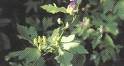 aconitum ambiguum(sales25 at lgberry dot com dot c