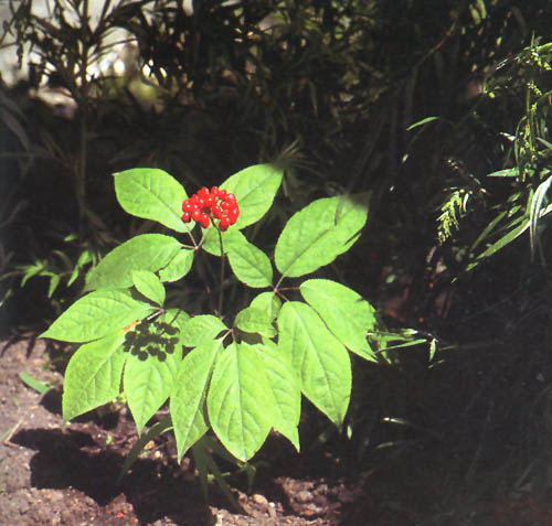 Sell Ginseng Root Extract 