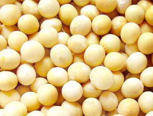 Sell Soy bean P.E