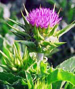 Sell Milk Thistle Extract