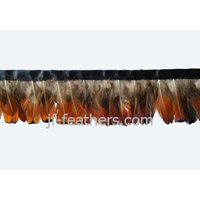 Peacock Feather