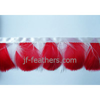 Turkey Feather