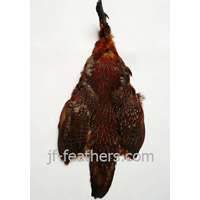 Pheasant complete skin