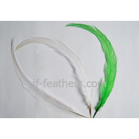 Turkey Feather