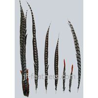 Pheasant tail feather